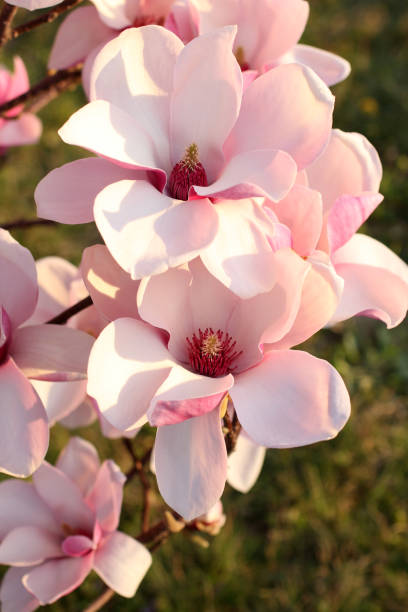 istock Pink magnolias at sunset 664413860