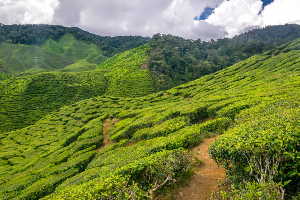istock Tea plantation in Cameron Highlands, Malaysia 664414160