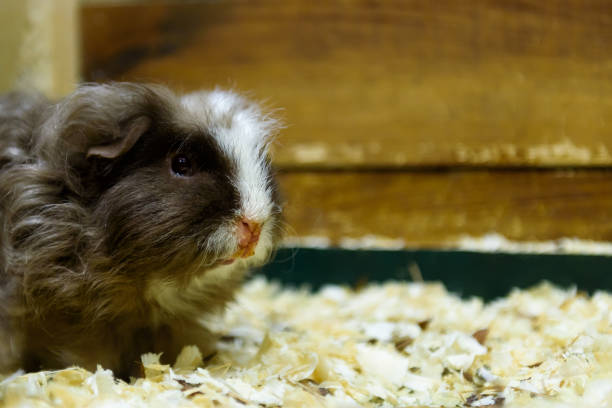 istock Guinea pig sits in sawdust 664417304
