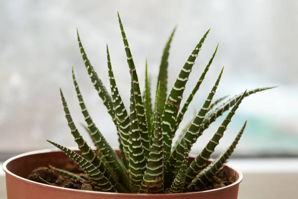 istock Small houseplant In a plastic pot 664418174
