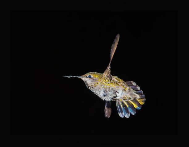 istock Hummingbird hovering in the dark 664420394