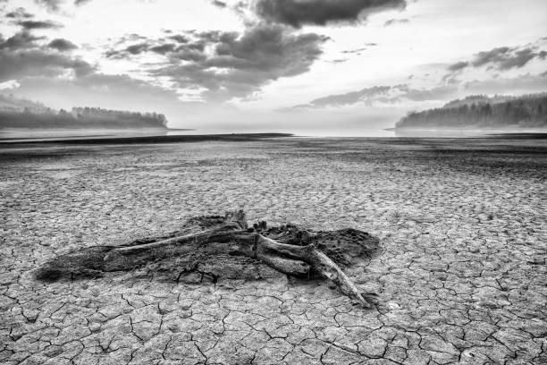 Dried lake Liptovska Mara and cracked earth, Slovakia, Branch on the ground