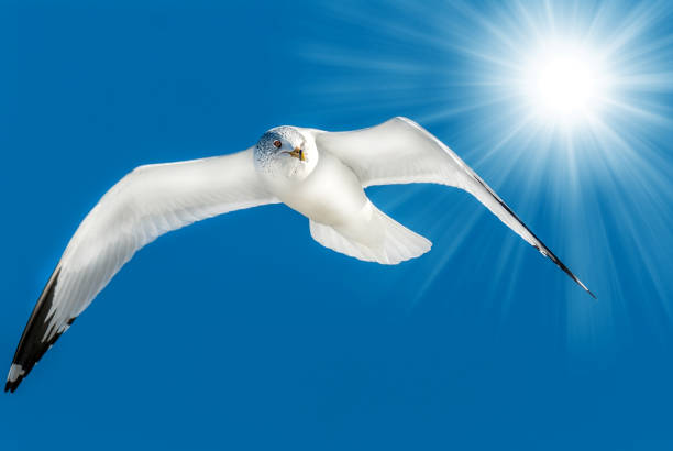 Ring billed seagull flying in a blue sky with sun rays over it's wing