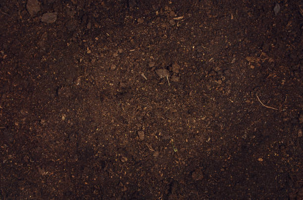 istock Fertile garden soil texture background top view 664424724