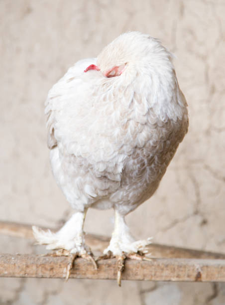 istock portrait of white chicken farm 664427766