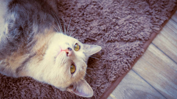 istock Black and white cat sleeping on carpet background, Cat portrait 664428210
