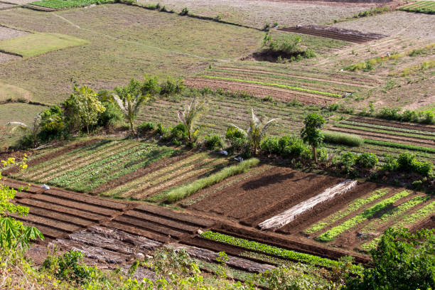istock Agriculture in North Vietnam 664431610
