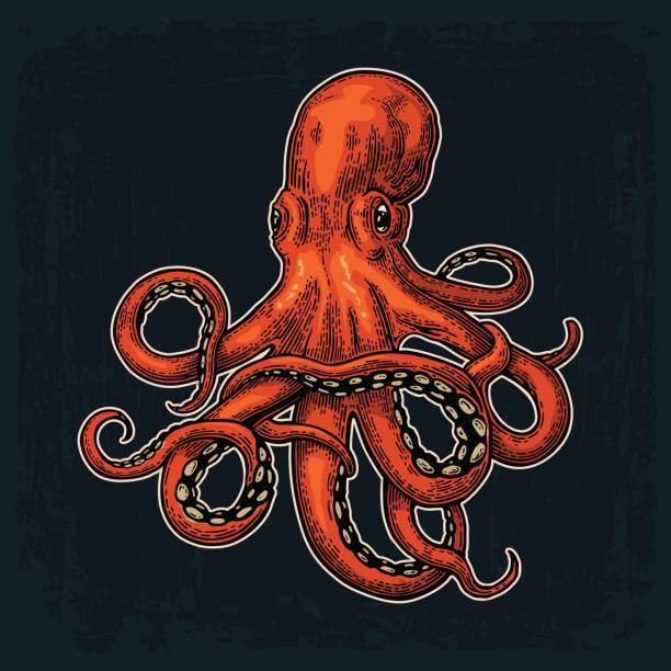 illustrazioni stock, clip art, cartoni animati e icone di tendenza di polpo. mostro marino - red octopus