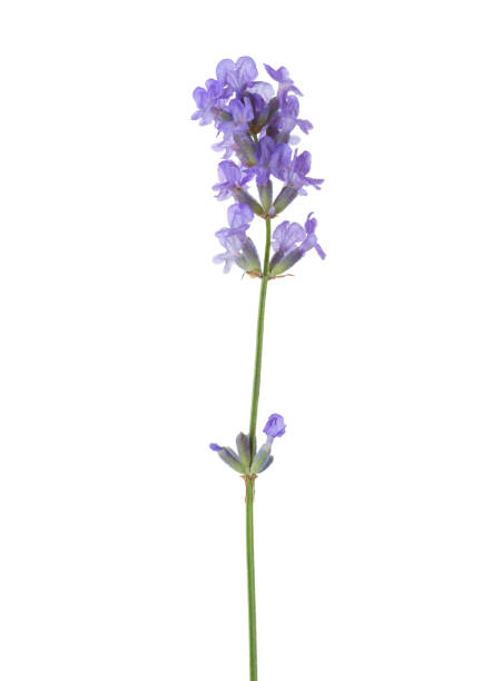 istock Sprig of lavender  isolated on white background 664435292
