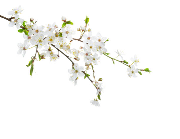 istock Cherry in blossom isolated on white  background. 664435318