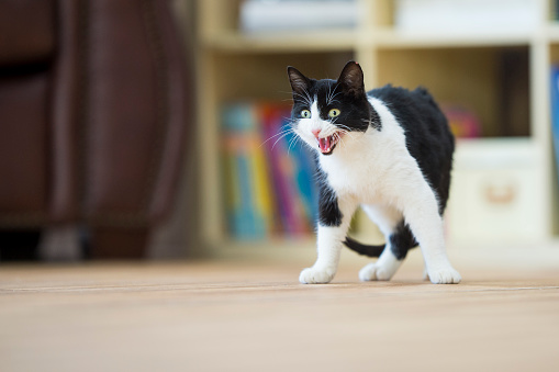 Black and white cat stands on a wooden floor with a wide open mouth meowing at something across the living room.