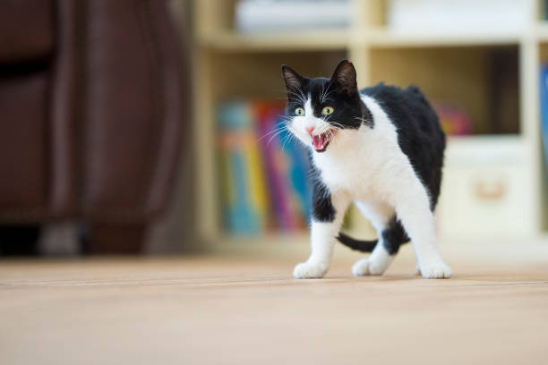 Meowing Cat Black and white cat stands on a wooden floor with a wide open mouth meowing at something across the living room. hissing photos stock pictures, royalty-free photos & images