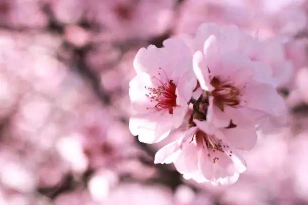 this image of a beautiful almond tree in bloom has shallow depth of field
