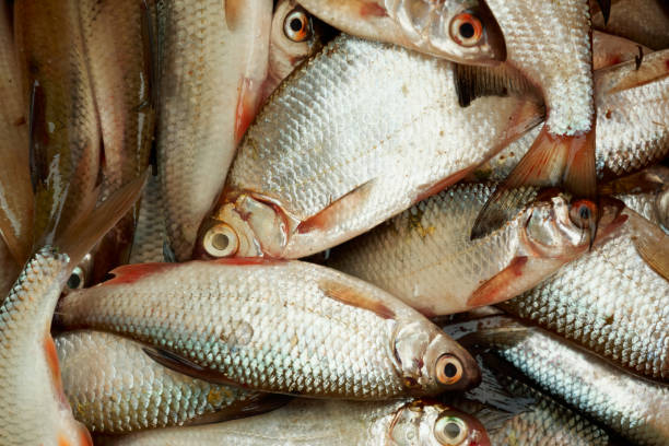 istock A lot of small fish, close-up 664439230