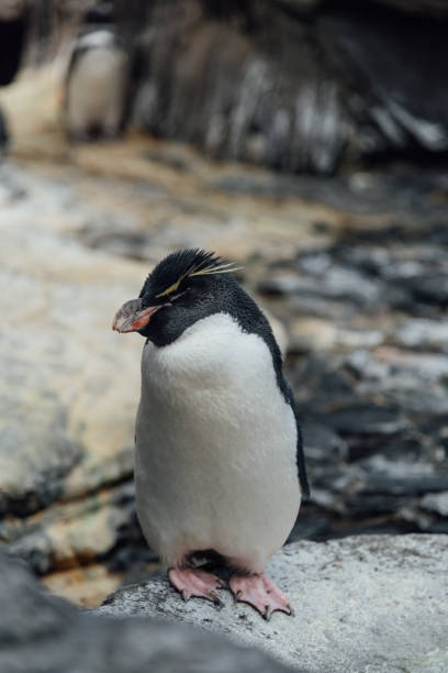 istock Rockhopper penguin in the zoo 664439486