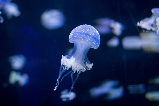 spotted blue jellyfish - white spotted jellyfish imagens e fotografias de stock