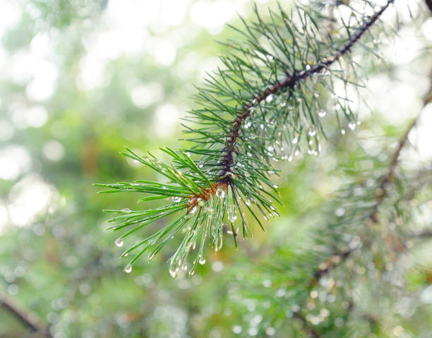 istock Branch of pine with drops of dew. 664449832
