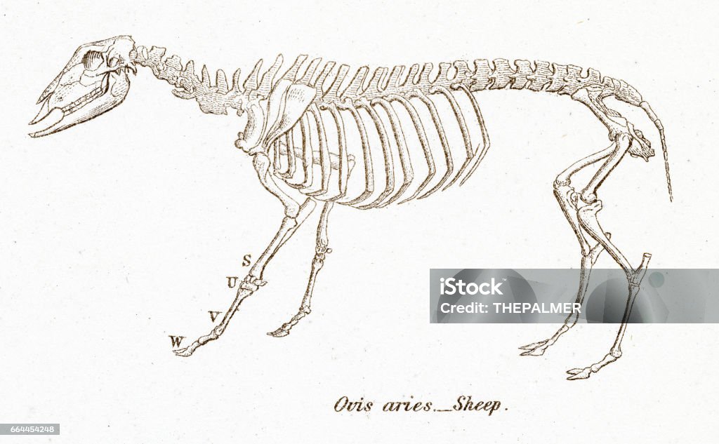 Sheep Keleton Sheep Skeleton Engraving 1803 Stock Illustration - Download Image Now ...