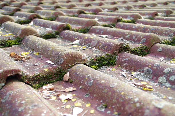 istock Dirty roof tiles requiring cleaning 664454716