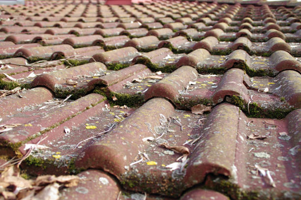 istock Dirty roof tiles requiring cleaning 664454884