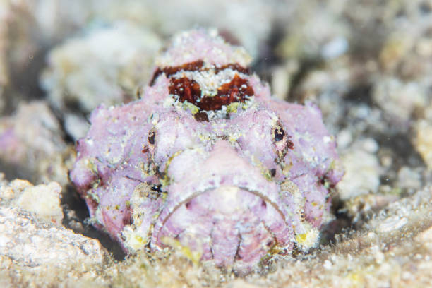istock Humpback Scorpionfish in Indonesia 664455200