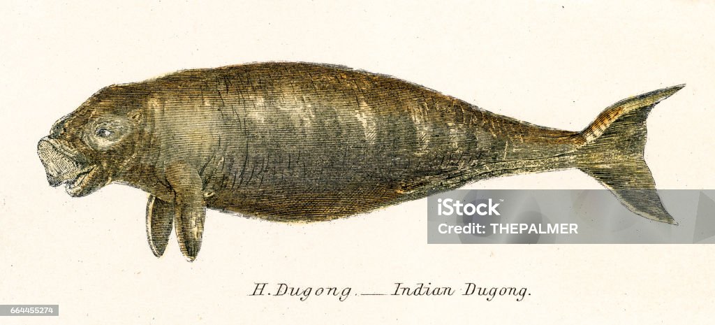 Dugong Lettering Indian Dugong Engraving 1803 Stock Illustration - Download Image Now ...