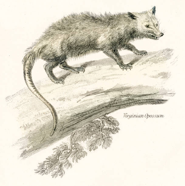 버지니아 주머니 쥐 1803 조각 - common opossum stock illustrations