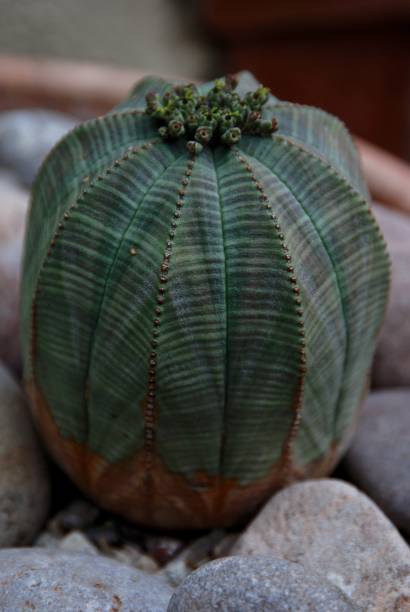 Euphorbia Obesa Cactus/Succulent Euphorbia Obese cactus/succulent with rocks euphorbia obesa stock pictures, royalty-free photos & images