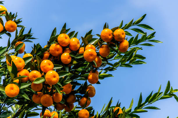 istock Orange fruit closeup in autumn 664467348