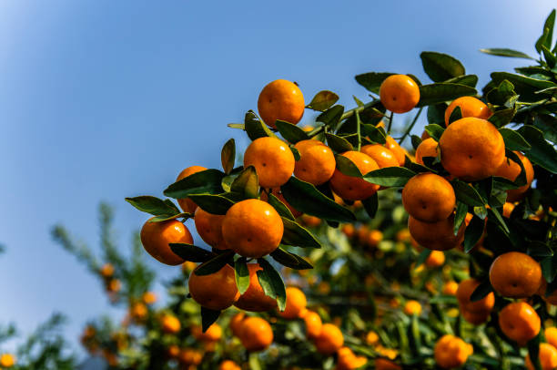 istock Orange fruit closeup in autumn 664471070