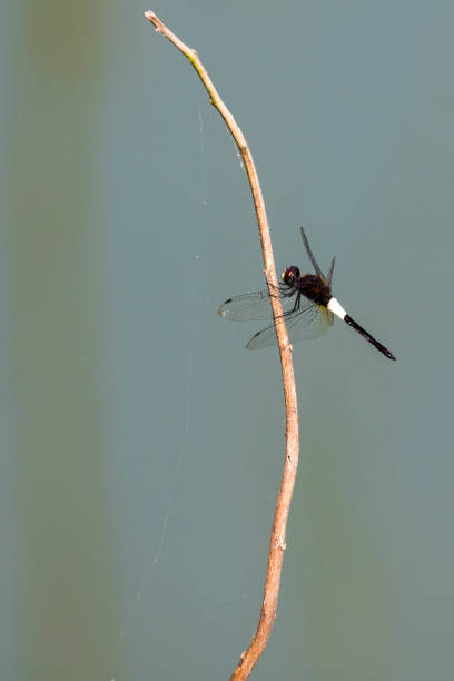 istock Image of dragonfly perched on a tree branch on nature background. Insect Animals. 664480290