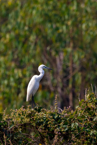 istock Image of egret on tree on nature background. Wild Animals. Bird. 664480304
