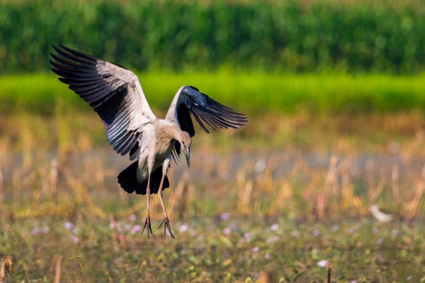 istock Image of asian openbill stork on nature background. Wild Animals. 664480344