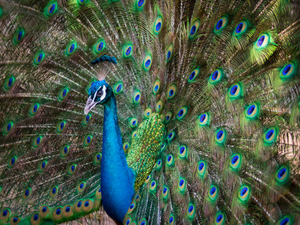 istock Image of a peacock showing its beautiful feathers. wild animals. 664480376