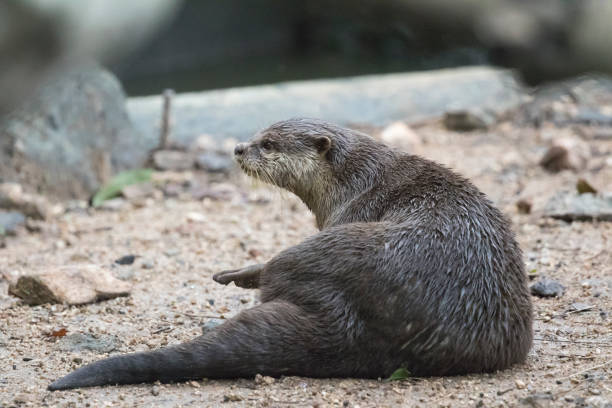 istock Image of a otter on nature background. 664480424
