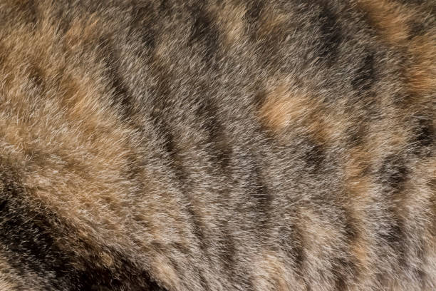 istock close-up of skin a cat texture abstract background. 664480448