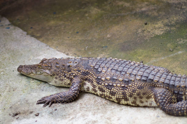 istock Crocodiles Resting at Crocodile Farm in pond 664480450