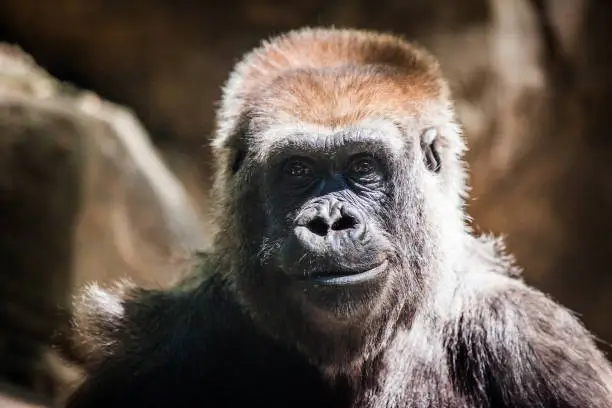 Photo of Cute Gorilla