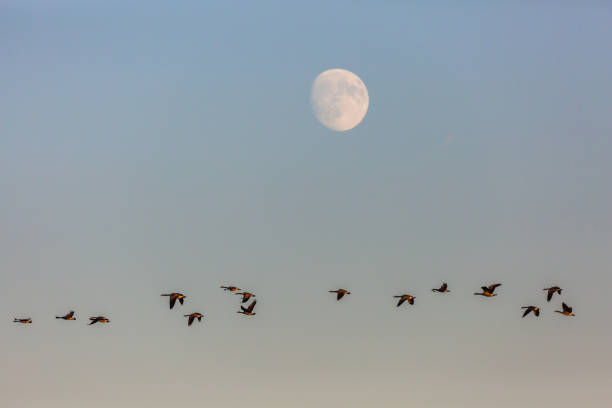 istock Flock of Canada geese (Branta canadensis) flying under a moon 664487008