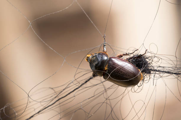 istock Image of a scarab trapped in the mesh. Insect 664487852