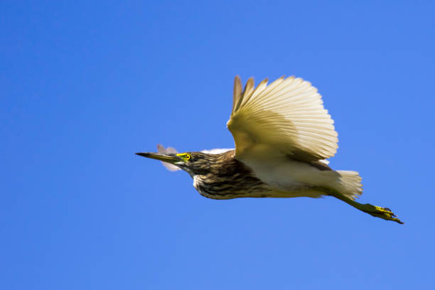 istock Image of egret flying in the sky. Heron. Wild Animals. 664488004