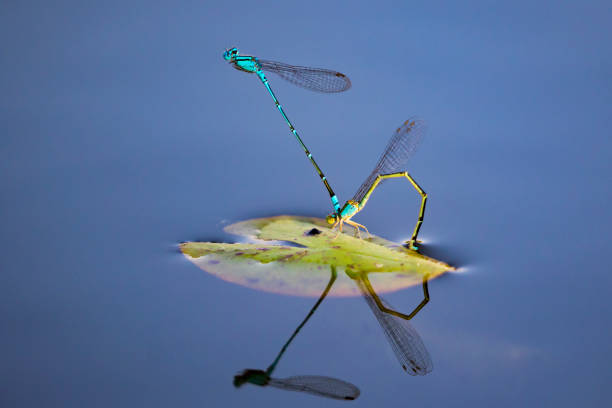 istock Image of two dragonflies mating on the water. Insect Animals. 664488028
