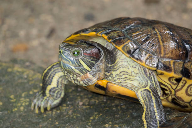 istock Image of an eastern chicken turtle in thailand 664488072