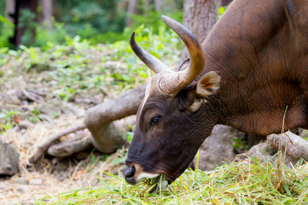 istock Image of a brown bull on nature background. 664488074