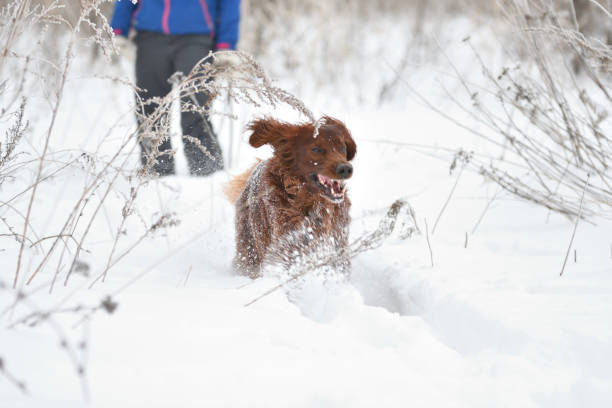 istock Dog breed Irish Red setter 664490434