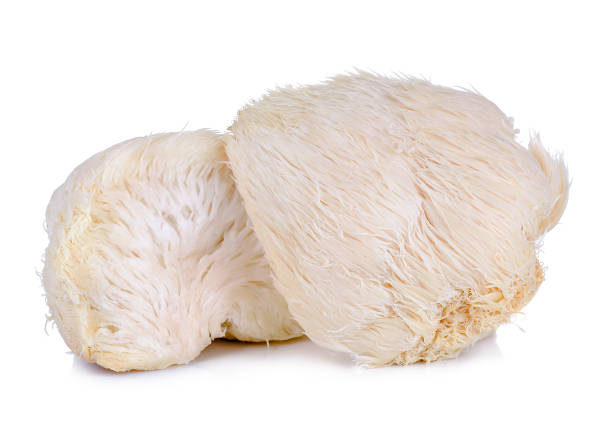 lion mane mushroom isolated on white background lion mane mushroom isolated on white background. mane stock pictures, royalty-free photos & images