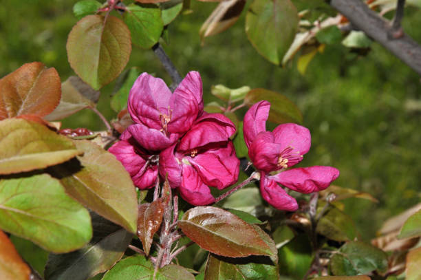 istock Flowers of the Apple-tree red color 664494630