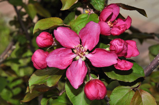 istock Flowers of the Apple-tree red color 664494646