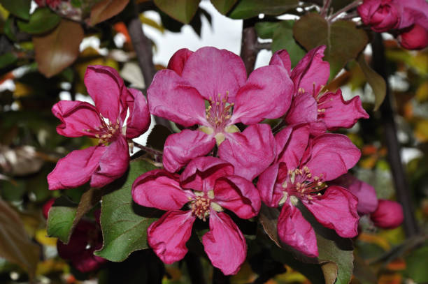 istock Flowers of the Apple-tree red color 664494654
