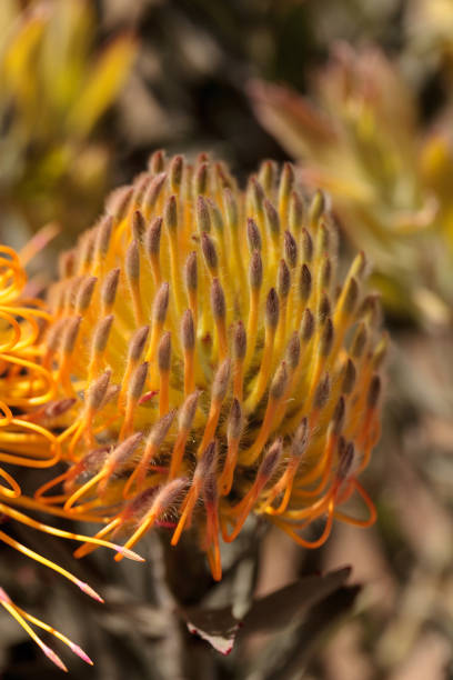 istock Goldfinger pincushion protea flower 664494830